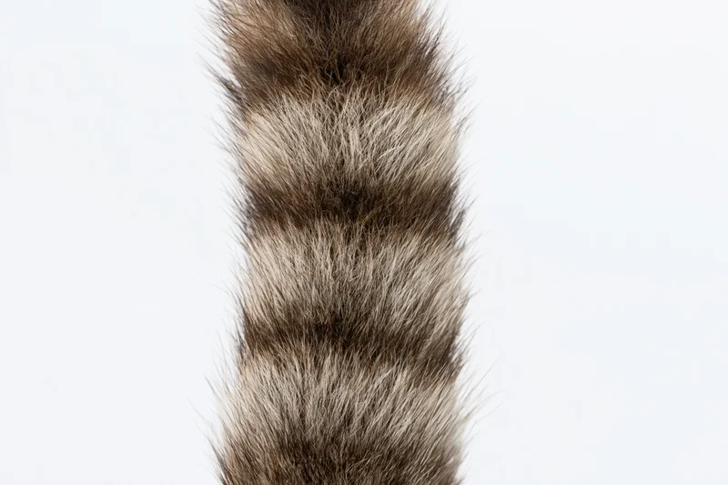 Raccoon tail with striped fur isolated against white background