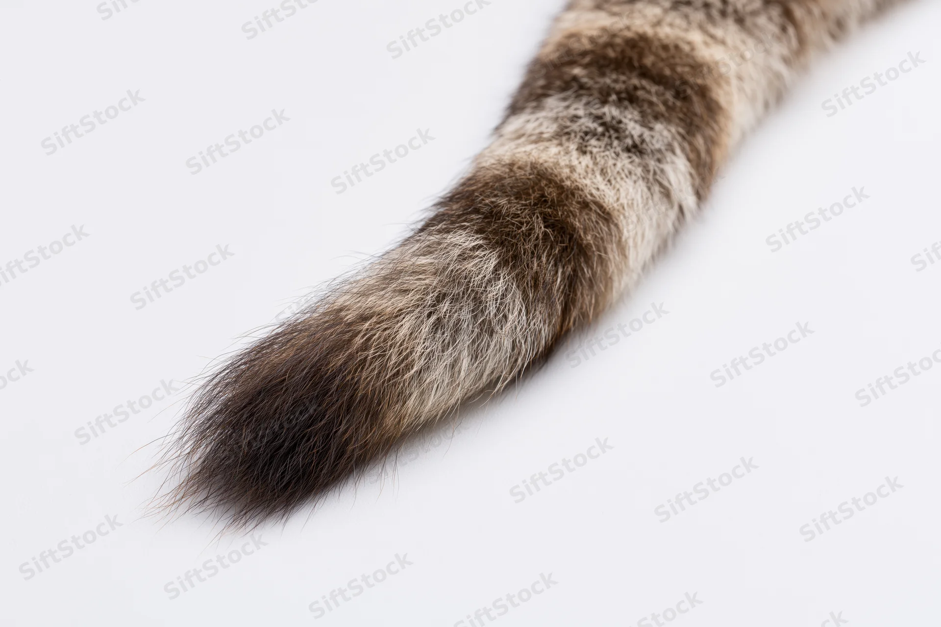 Raccoon tail with striped fur isolated on white background