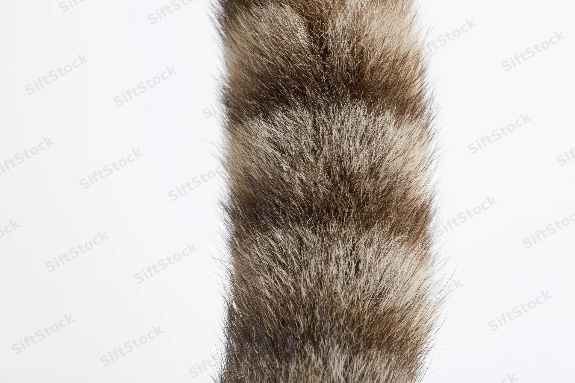 Raccoon tail with striped fur isolated against white background