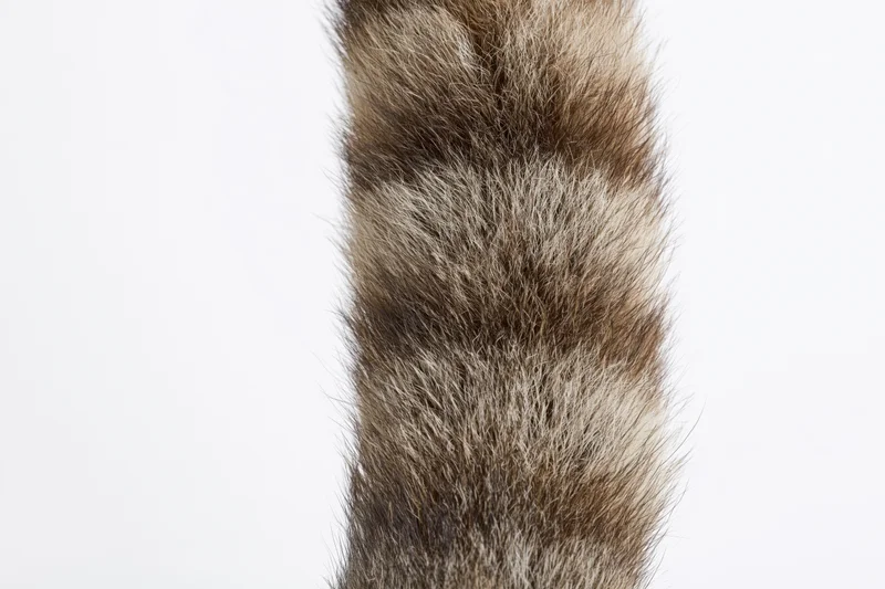 Raccoon tail with striped fur isolated against white background
