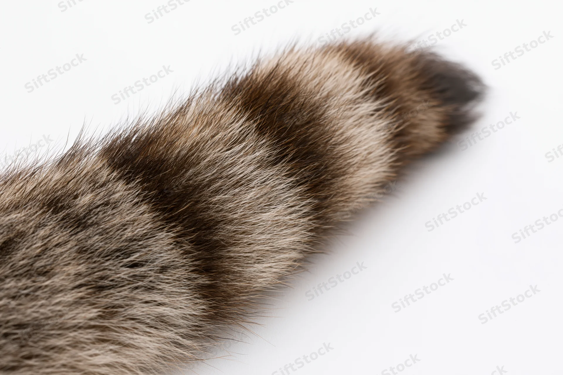 Raccoon tail with striped fur isolated on white background