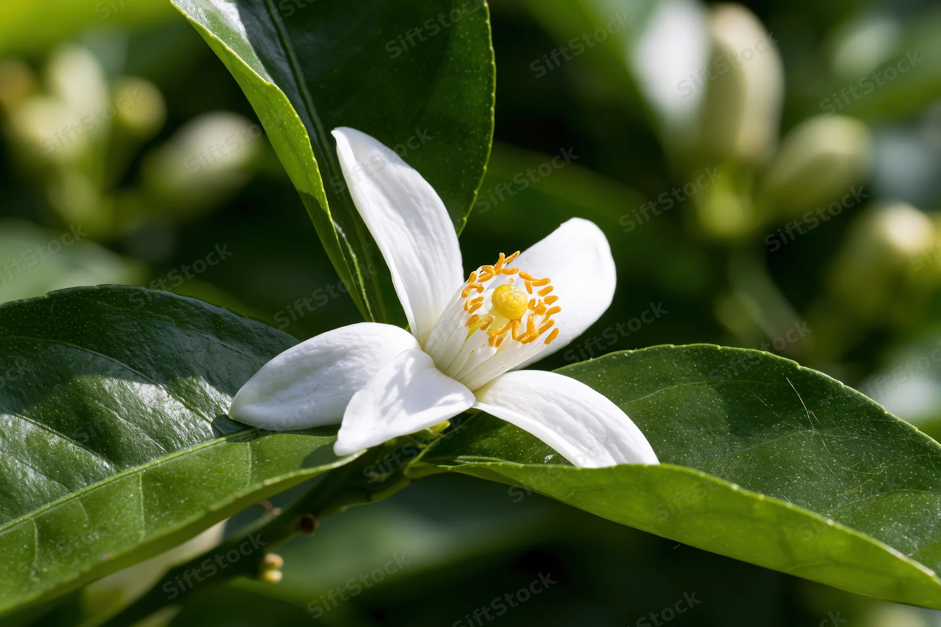 Single white citrus blossom in full bloom with yellow stamen among green leaves in sunlight