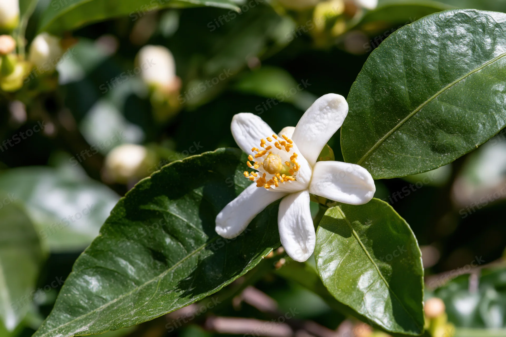 Single white citrus blossom in full bloom with yellow stamens surrounded by green leaves in sunlight