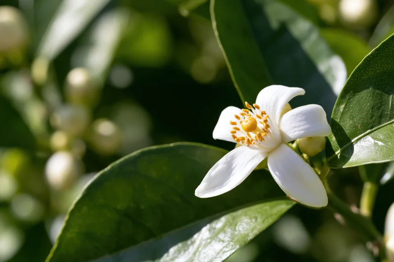 Single white citrus blossom in full bloom with yellow stamen among green leaves in sunlight