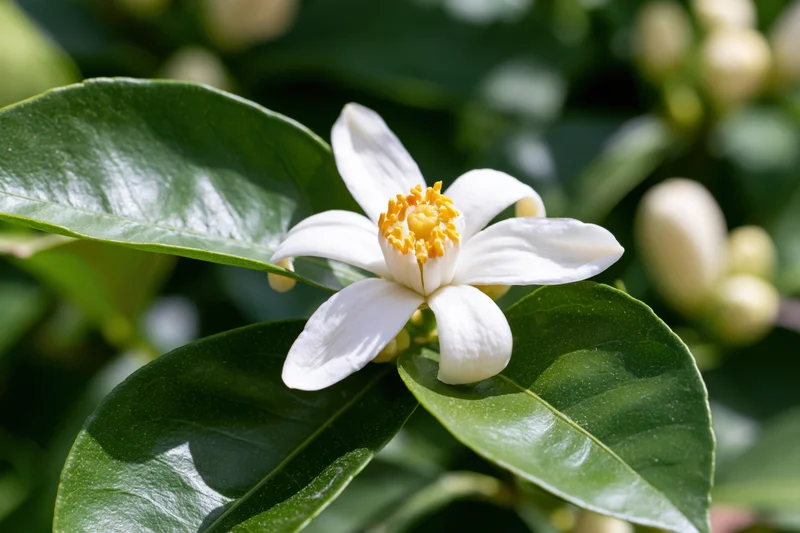 Single white citrus blossom in full bloom with yellow stamen surrounded by green leaves in sunlight