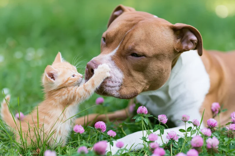 Ginger kitten pawing at dog's muzzle in grassy field with pink clover flowers