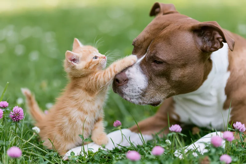 Ginger kitten reaching up to paw at the muzzle of a brown and white dog lying in a grassy field with pink clover flowers