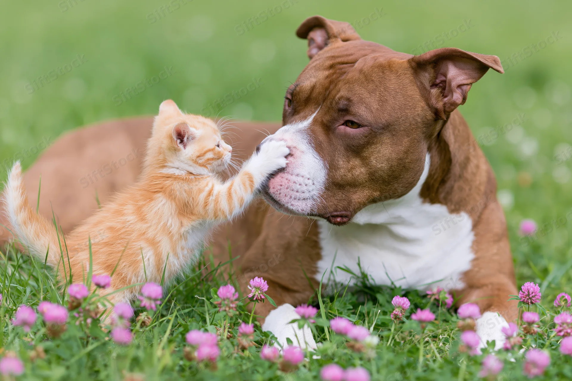 Ginger kitten pawing at brown and white dog's muzzle in grassy field with pink clover flowers