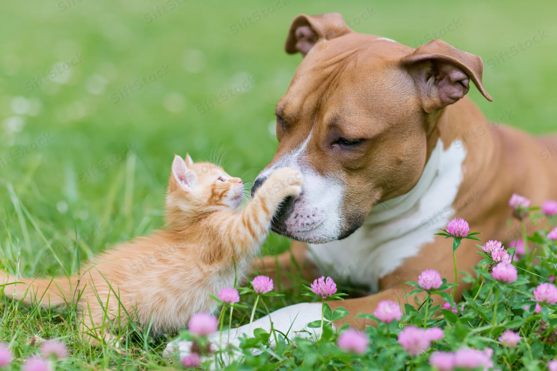 Ginger kitten pawing at dog's muzzle in grassy field with pink clover flowers