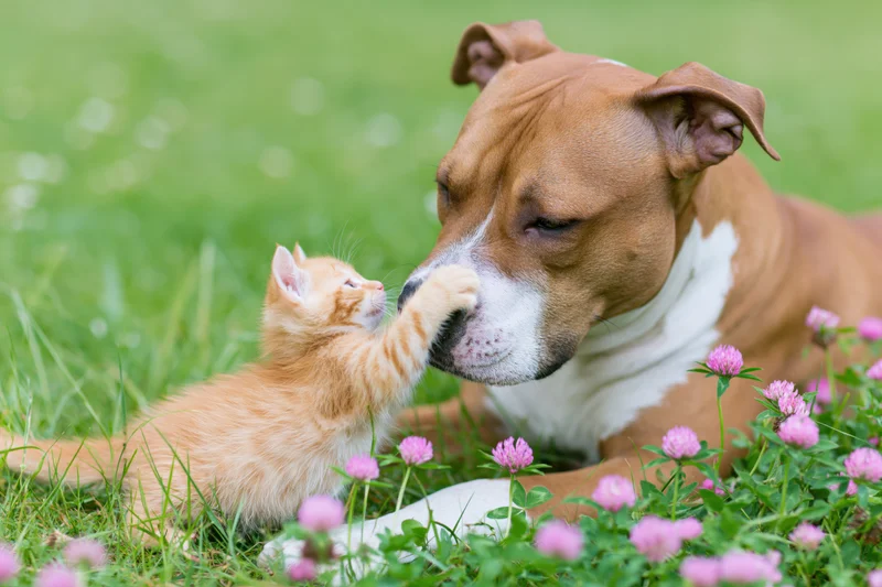 Ginger kitten pawing at dog's muzzle in grassy field with pink clover flowers