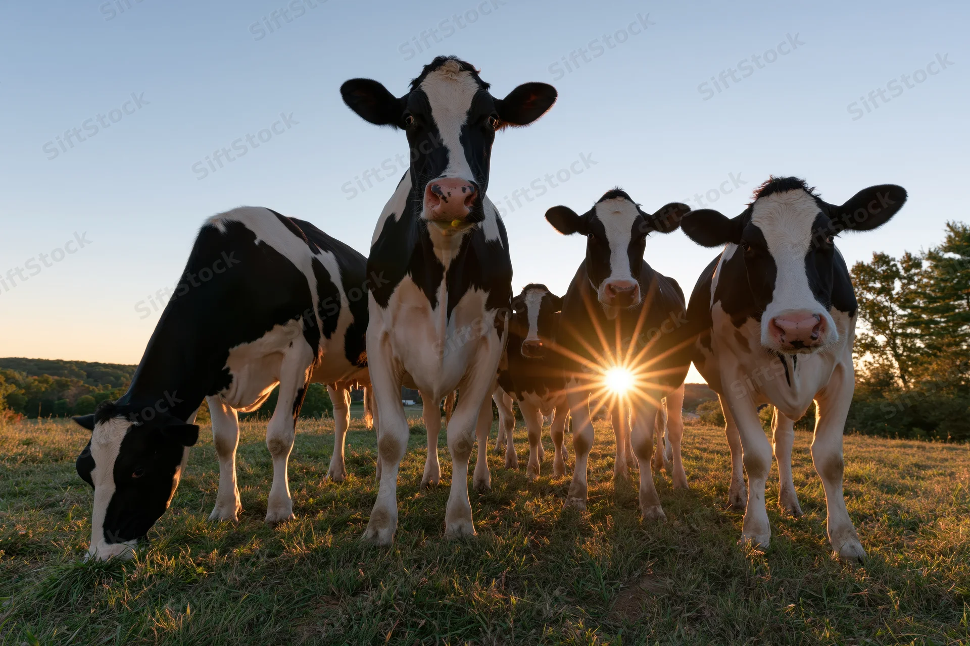 Holstein dairy cows standing in a grassy pasture at sunset with sun flaring behind them