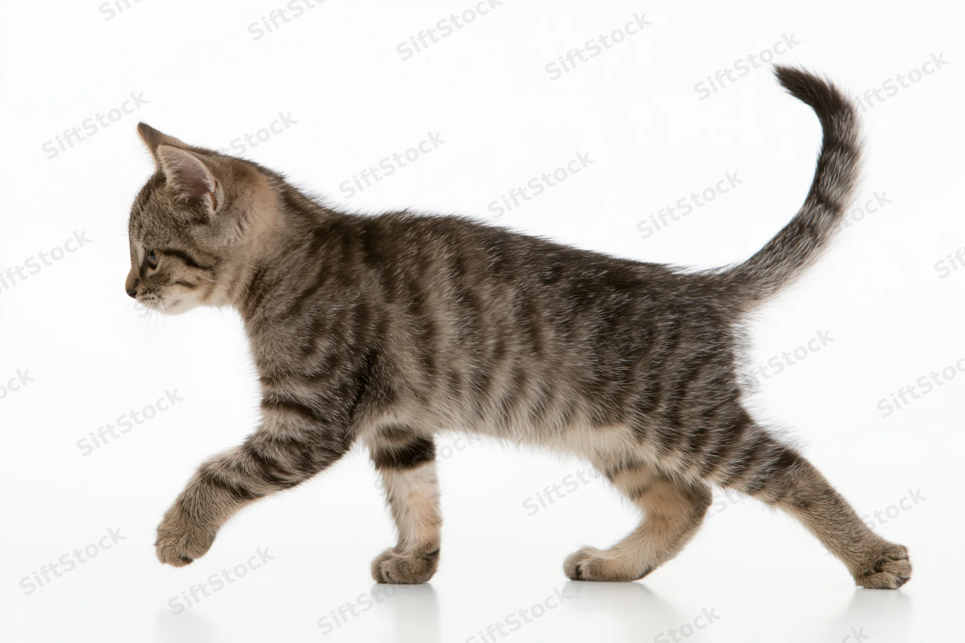 Small tabby kitten walking in profile with tail raised on white background