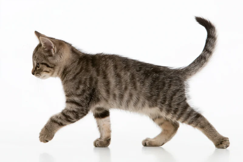 Small tabby kitten walking in profile with tail raised on white background