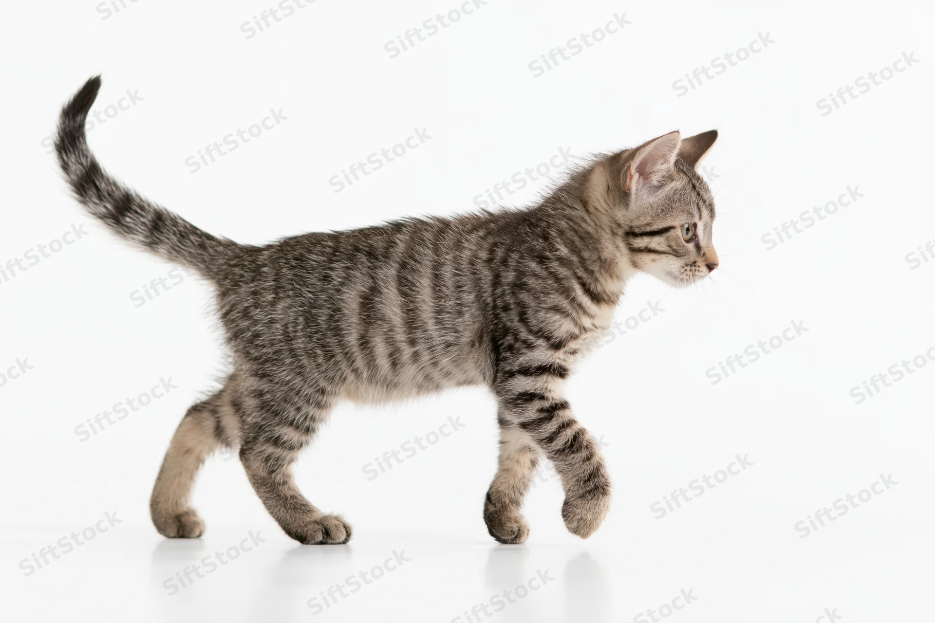 Small tabby kitten walking in profile with tail raised on white background