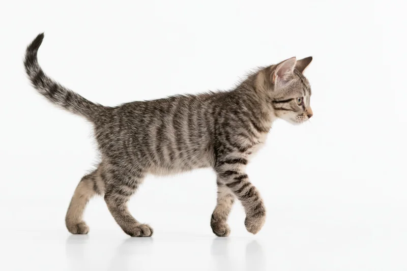 Small tabby kitten walking in profile with tail raised on white background