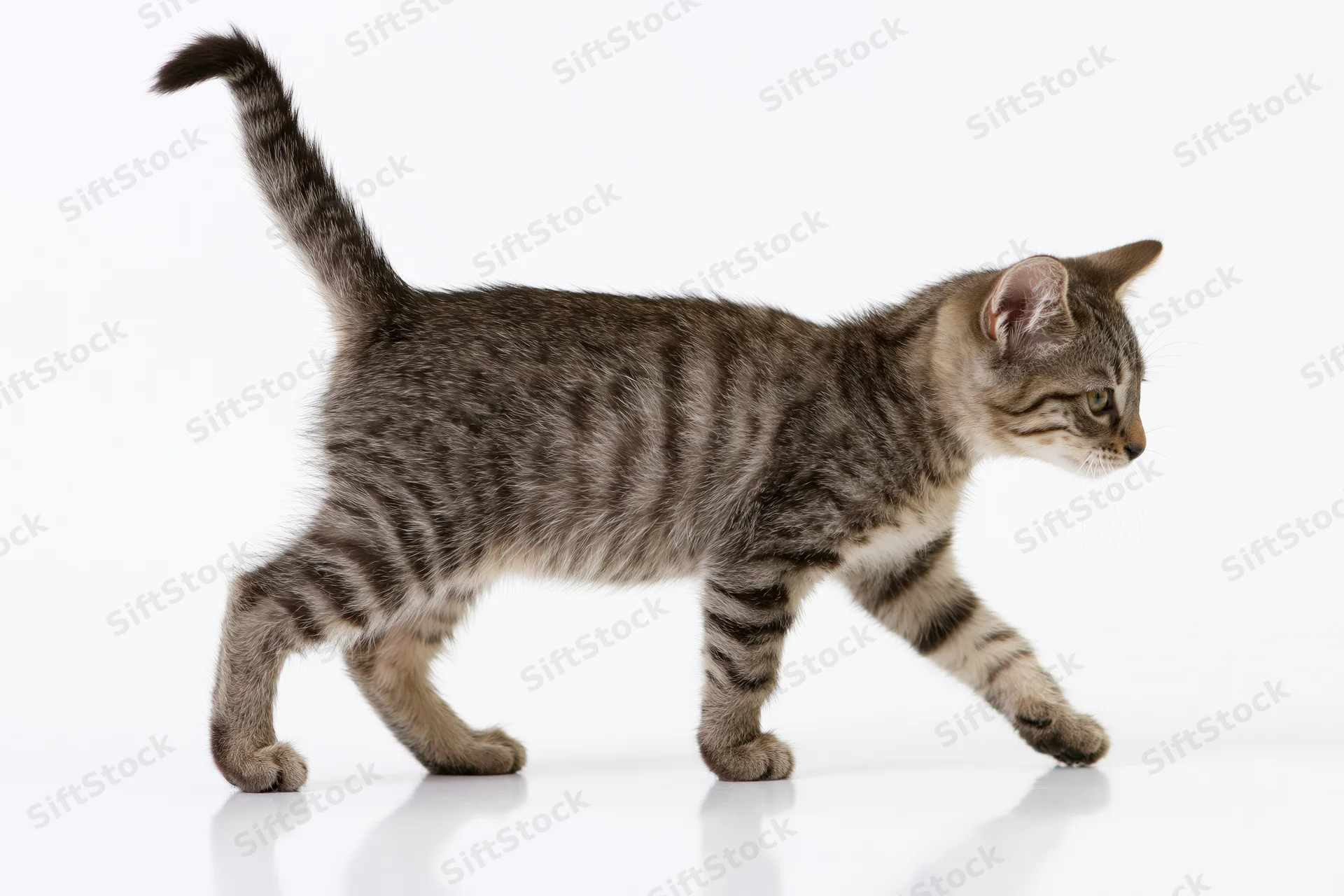 Small tabby kitten walking in profile with tail raised on white background