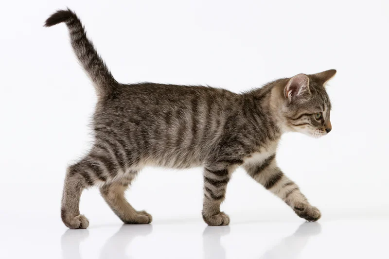 Small tabby kitten walking in profile with tail raised on white background