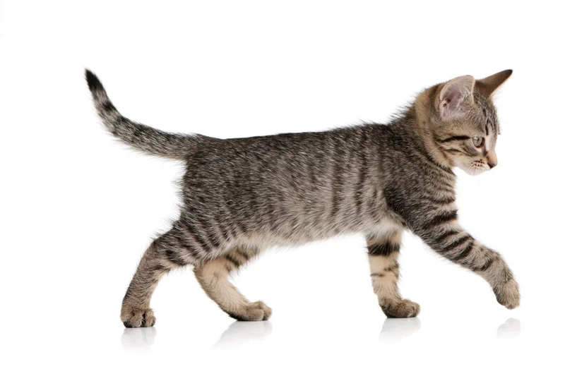 Small tabby kitten walking in profile with tail raised on white background