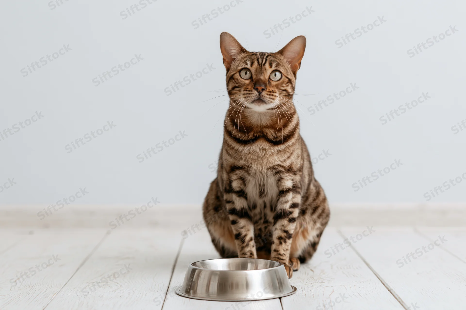 Bengal cat sitting upright beside a metal food bowl on a white-painted wood floor