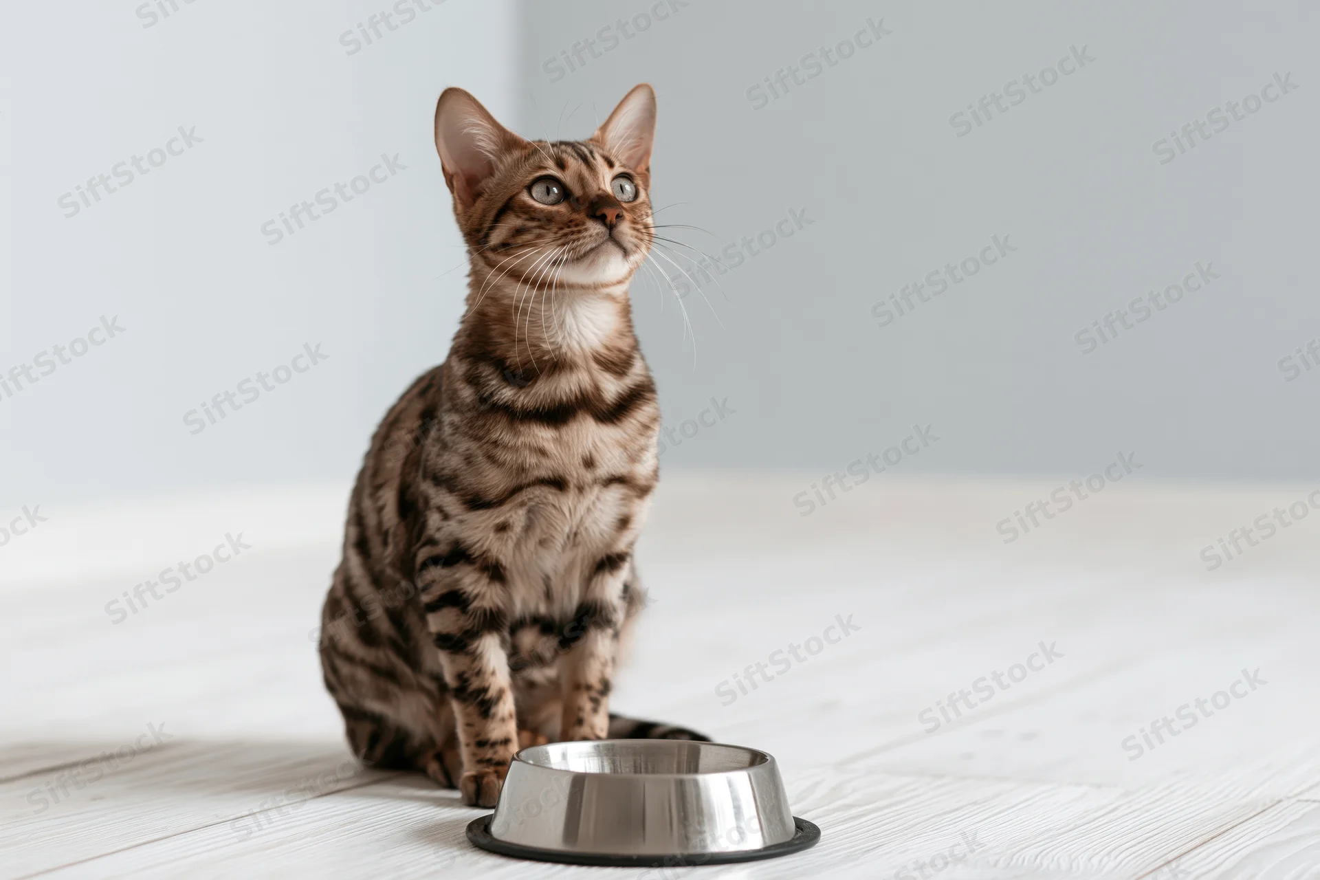 Bengal tabby kitten sitting upright beside metal food bowl on white wood floor looking up