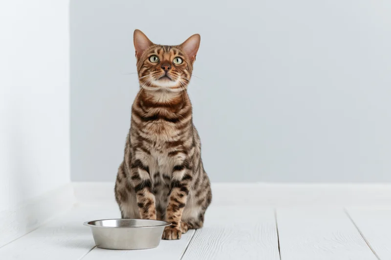 Bengal cat sitting upright beside metal food bowl on white wood floor