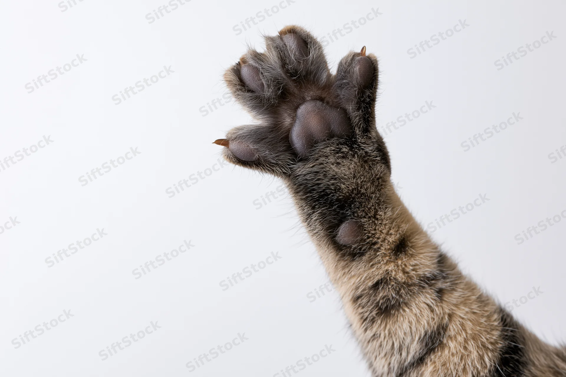 Tabby cat's raised front paw showing sole and claws against white background