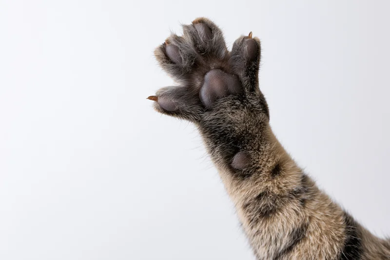 Tabby cat's raised front paw showing sole and claws against white background
