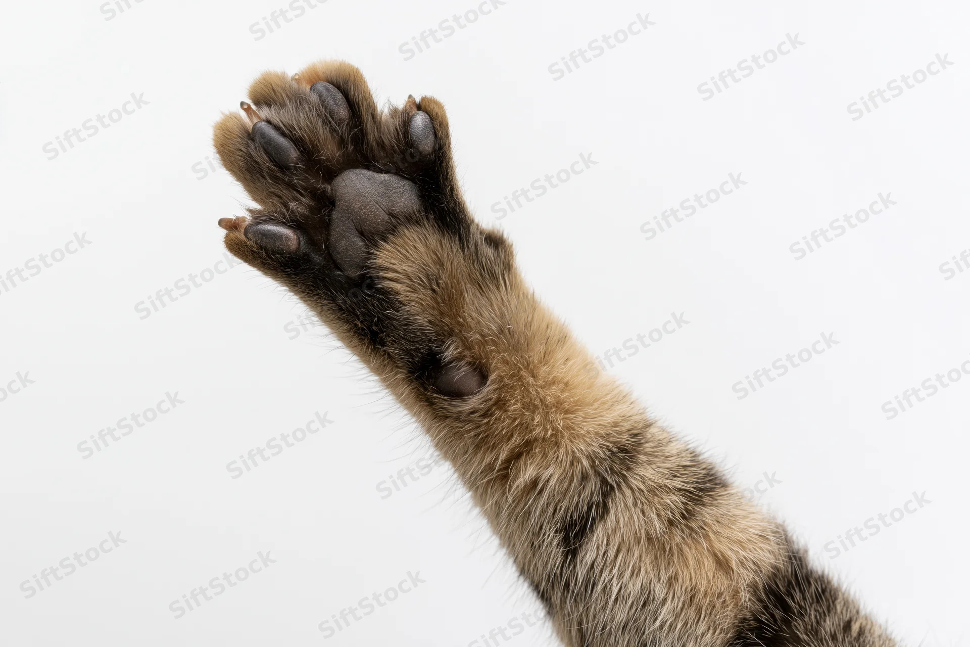 Tabby cat's front paw raised and extended toward camera, sole visible against white background