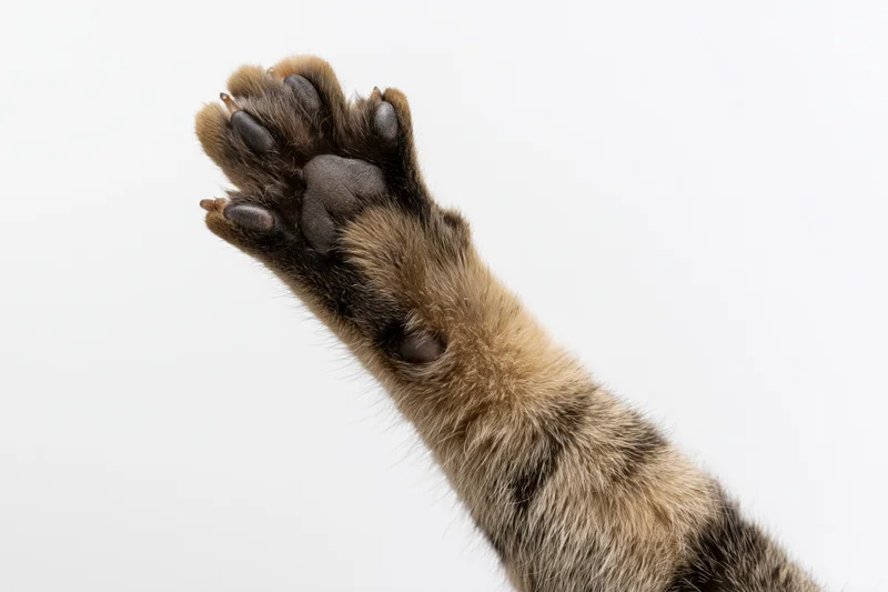 Tabby cat's front paw raised and extended toward camera, sole visible against white background