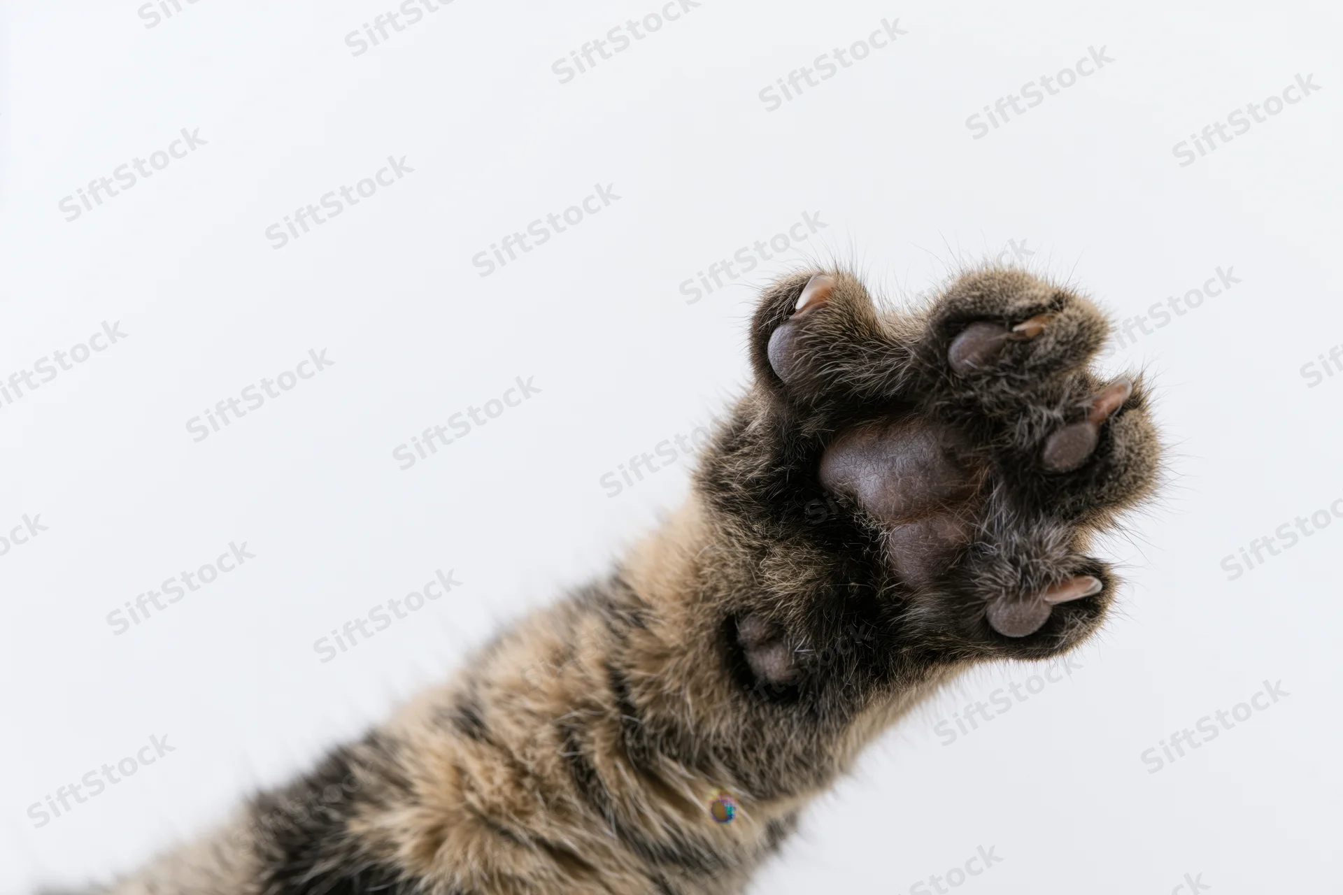 Tabby cat's raised front paw showing sole and claws against white background