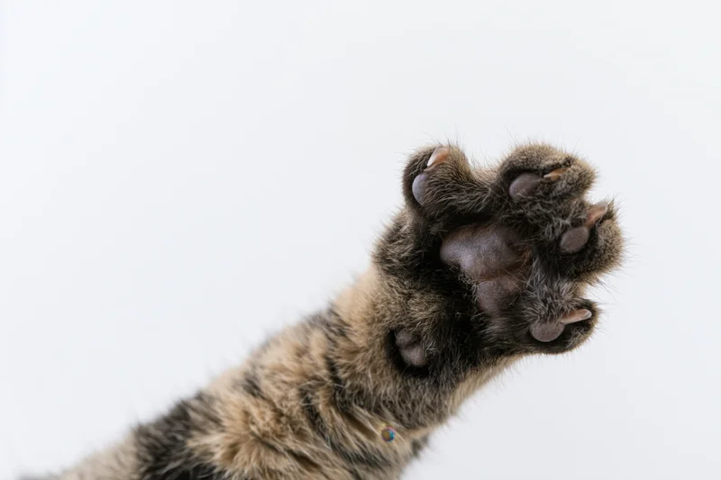 Tabby cat's raised front paw showing sole and claws against white background