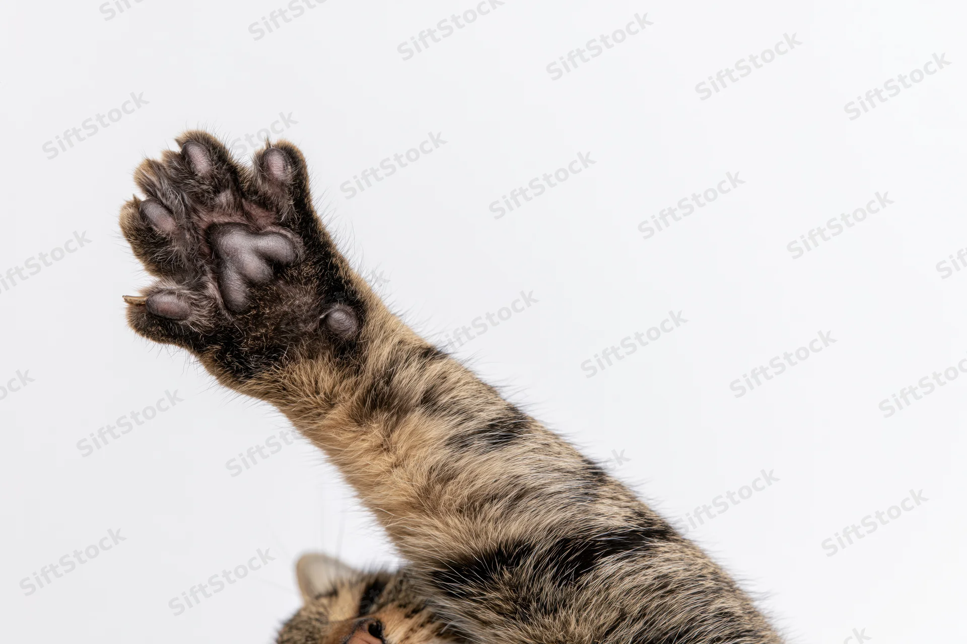 Tabby cat raising front paw with sole facing camera against white background