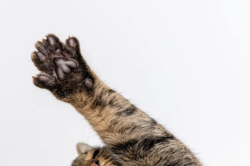 Tabby cat raising front paw with sole facing camera against white background