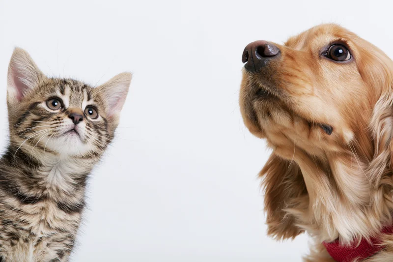 Tabby kitten and golden cocker spaniel looking up side by side against white background