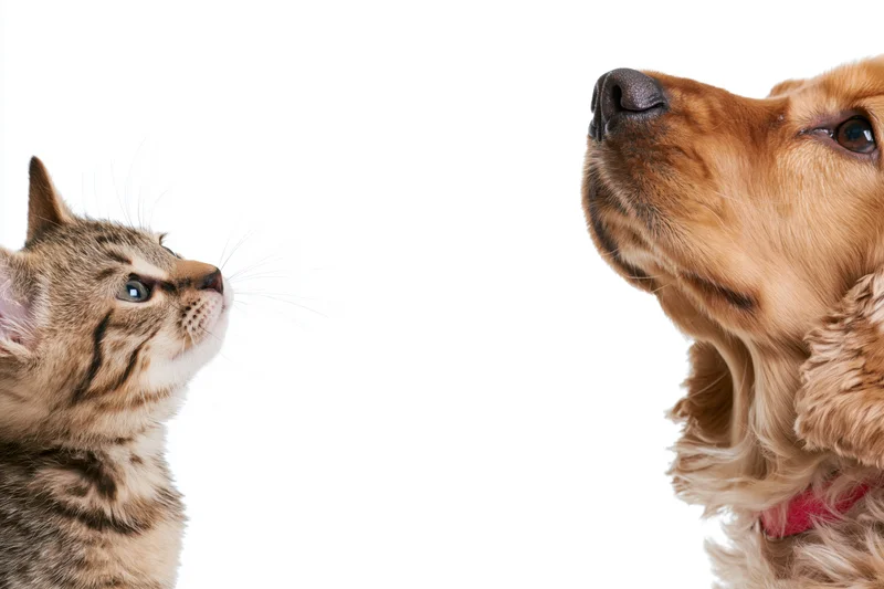 Tabby kitten and golden cocker spaniel looking upward in profile against white background