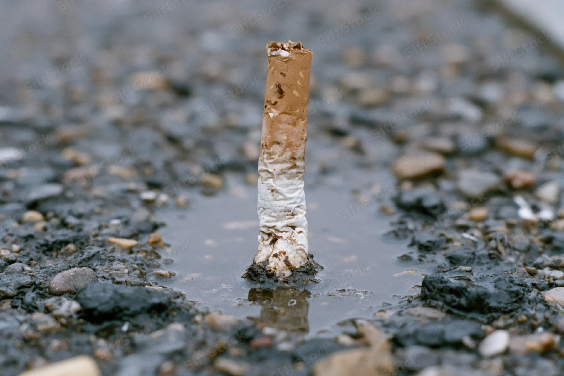 Used cigarette butt standing upright in a puddle on wet asphalt pavement