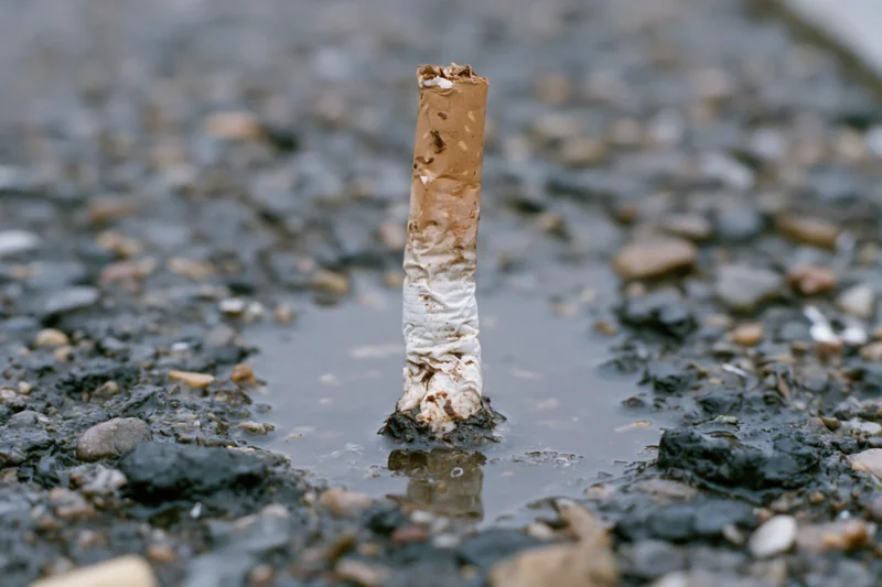 Used cigarette butt standing upright in a puddle on wet asphalt pavement