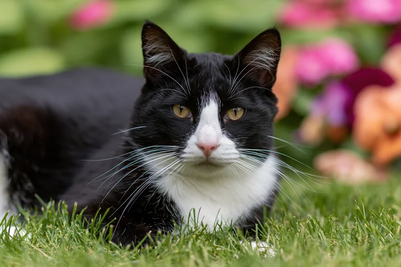 Black and white tuxedo cat lying relaxed in short green grass with blurred flowers in background