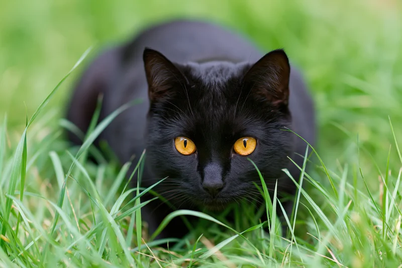 Black cat crouching alert in tall green grass with amber eyes focused forward