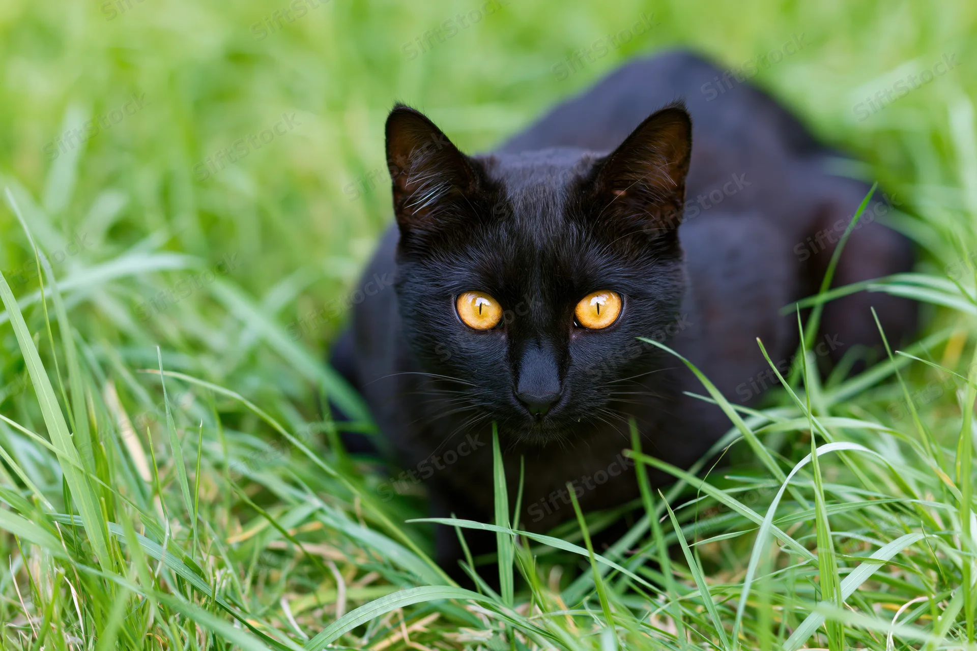 Black cat crouching alert in tall green grass with amber eyes focused forward