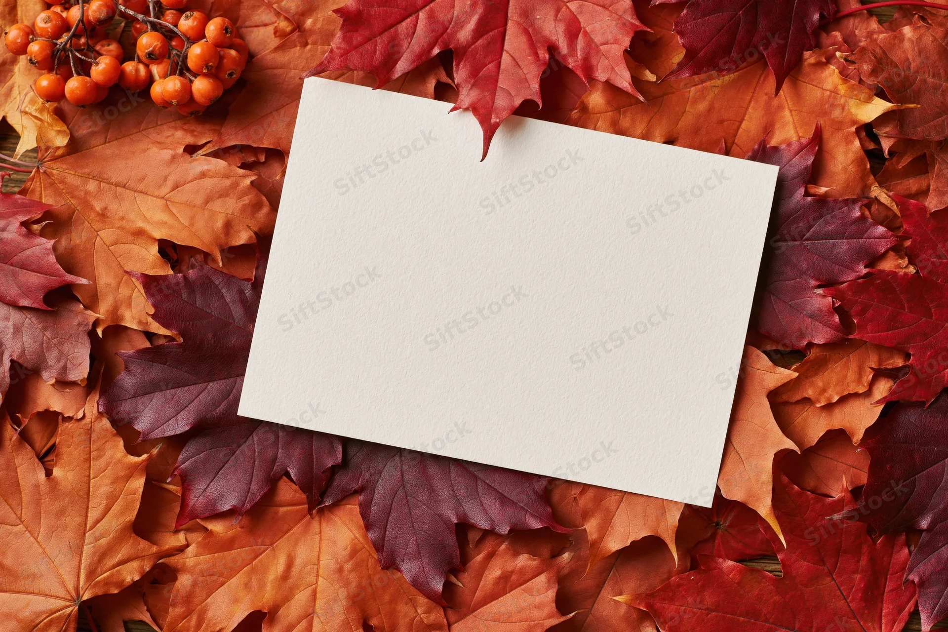 Blank cream paper card lying flat on a bed of autumn maple leaves with rowan berries scattered around