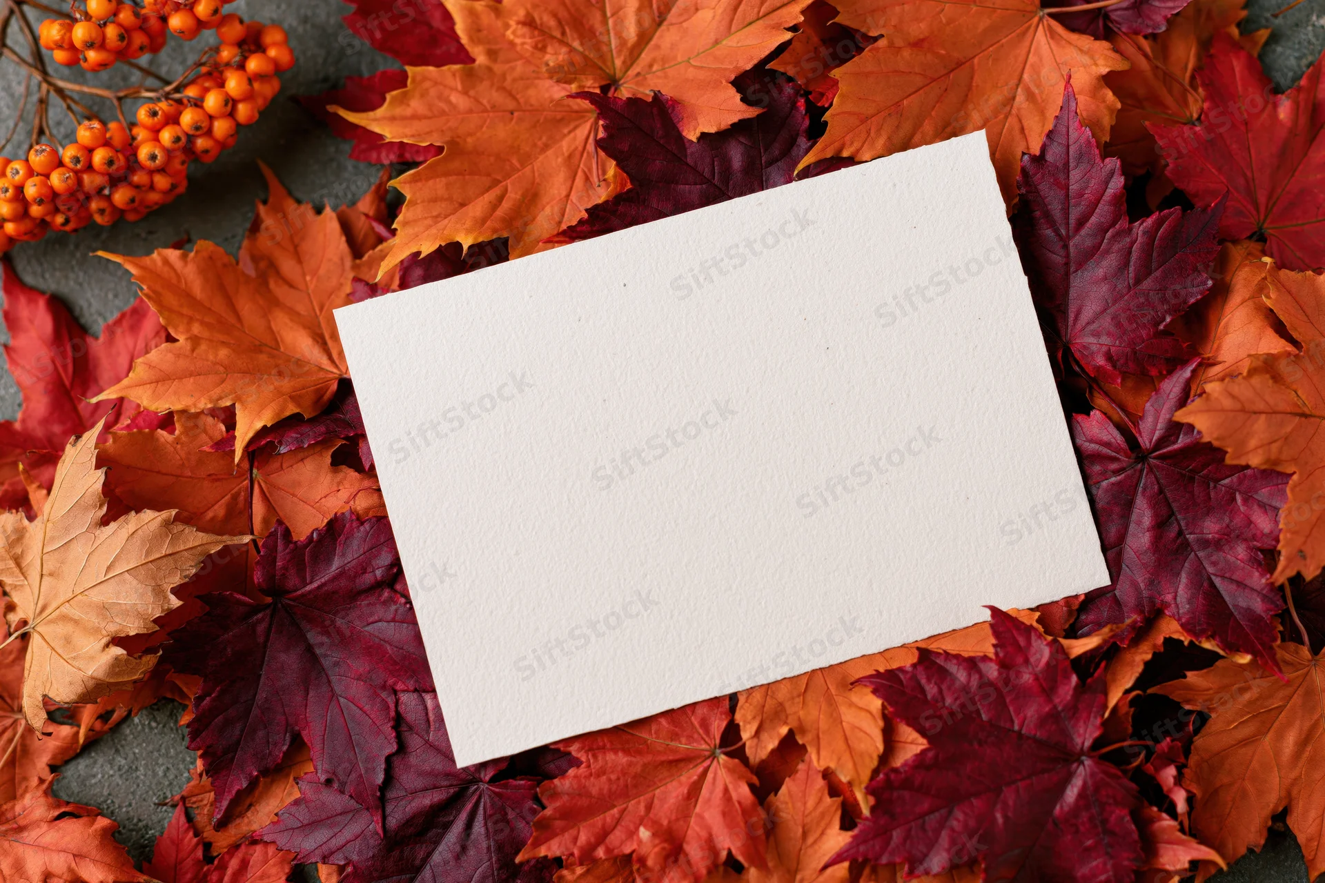 Blank cream paper card lying flat on a dense bed of autumn maple leaves