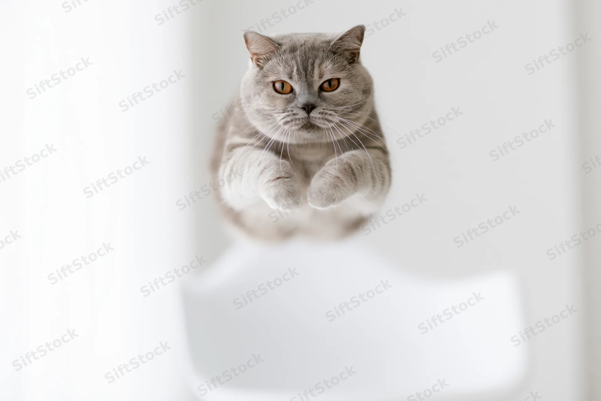 British shorthair cat mid-leap with front paws extended in white studio space