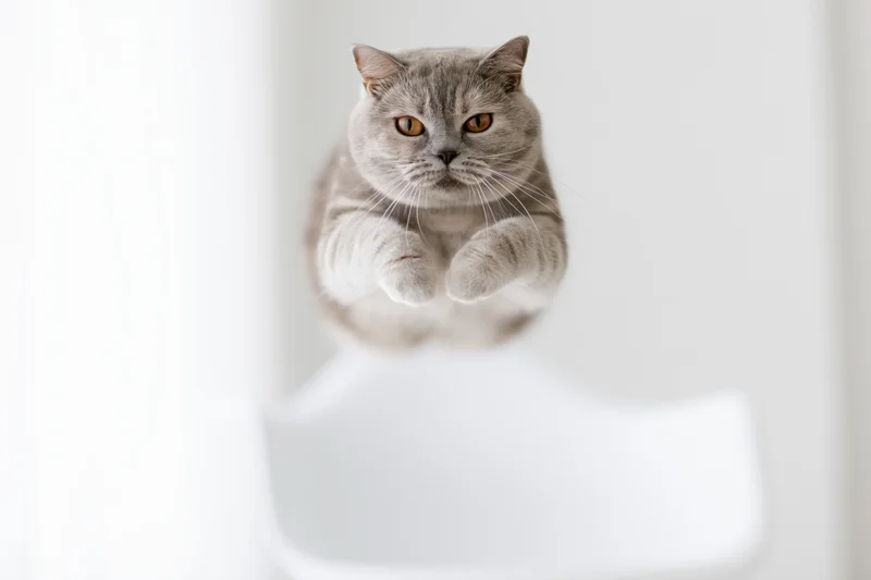 British shorthair cat mid-leap with front paws extended in white studio space