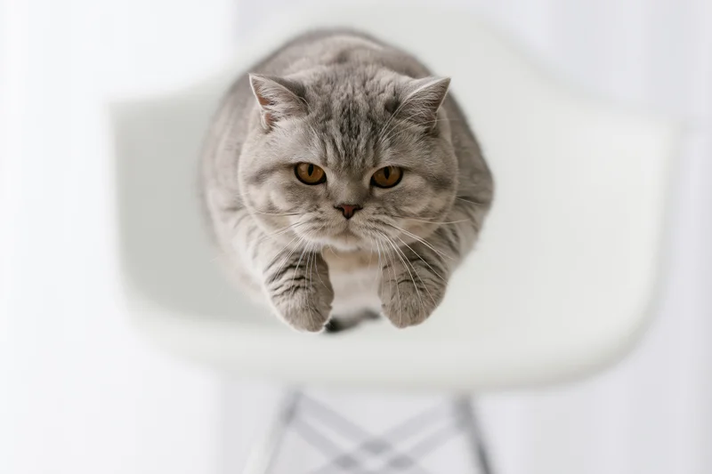 British shorthair cat midair leaping with paws extended above white chair