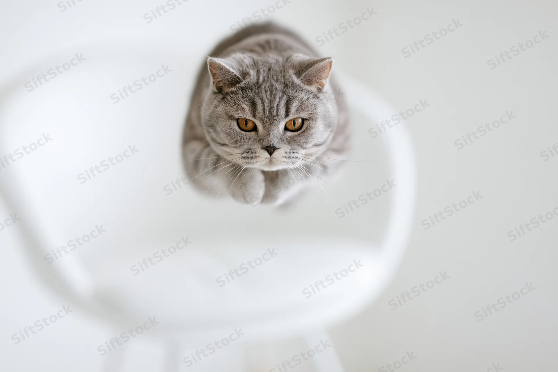 British shorthair cat mid-leap with paws tucked above white chair in bright indoor setting