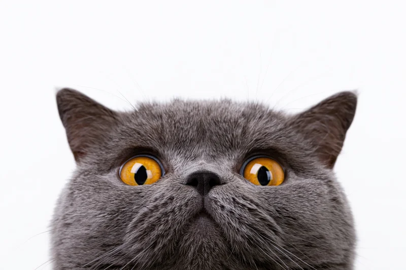 Gray british shorthair cat looking upward with orange eyes in studio portrait