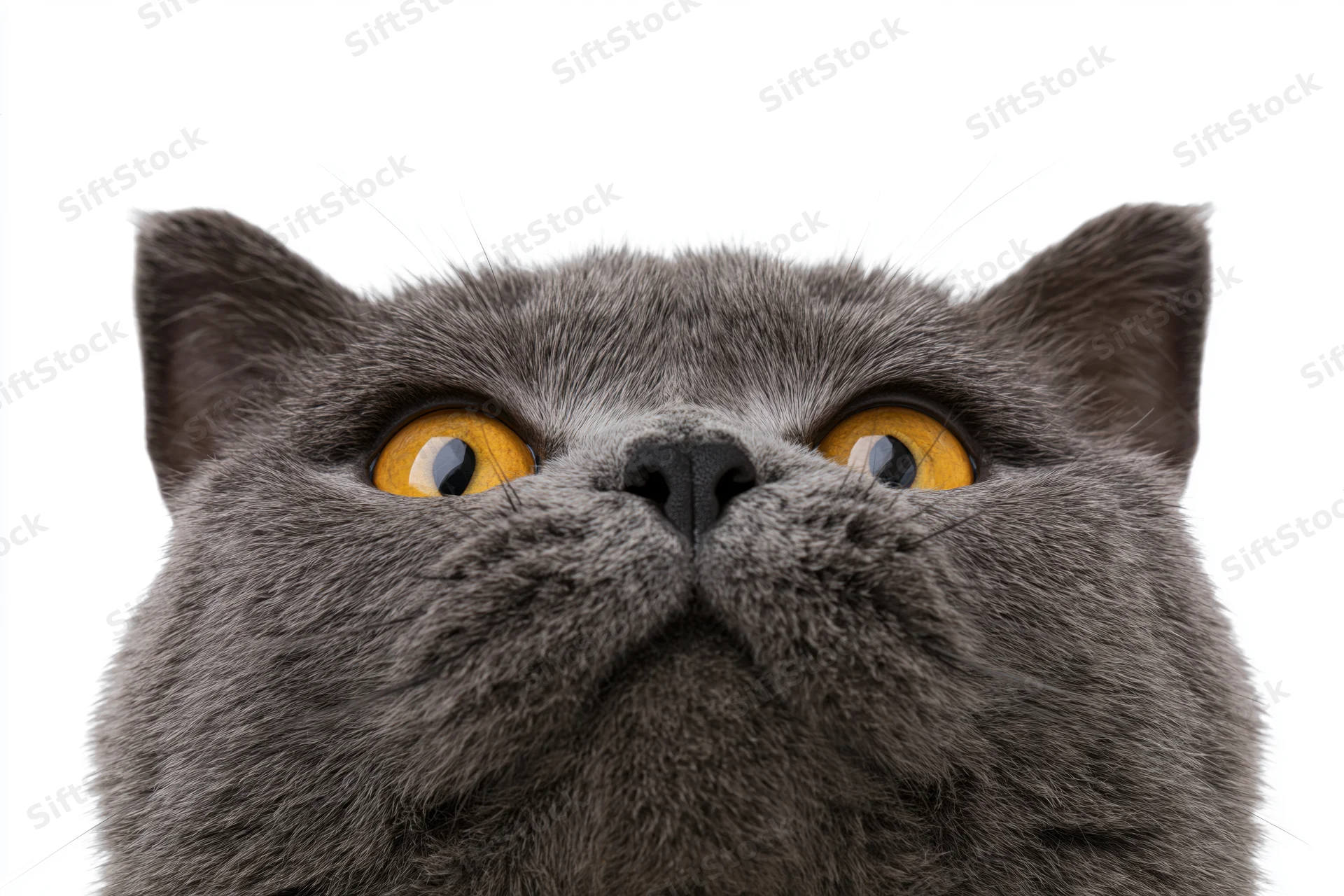 Gray british shorthair cat looking upward with yellow eyes in closeup portrait against white background
