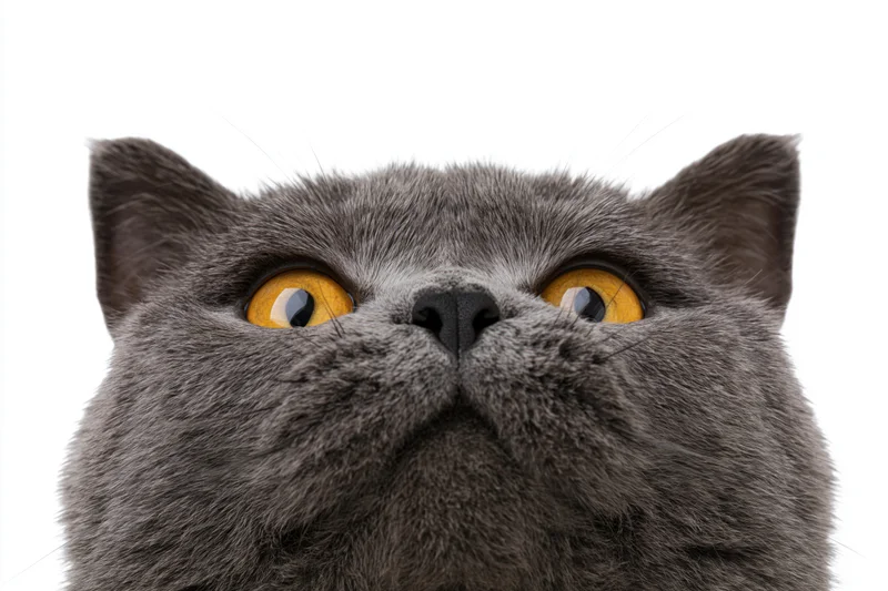Gray british shorthair cat looking upward with yellow eyes in closeup portrait against white background