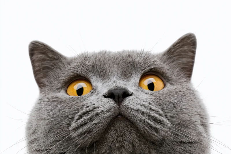 Gray british shorthair cat looking upward in close-up studio portrait against white background